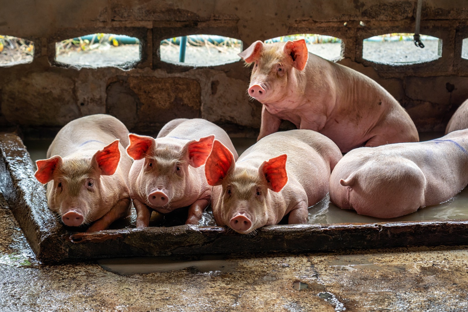 經濟數據｜內地7月通脹升至2.7% 豬肉鮮菜價格急漲 PPI升幅連續9個月放緩