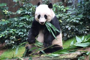 新聞拆局｜養大熊貓有無着數？租借一對一年需780萬 英國動物園或送回中國