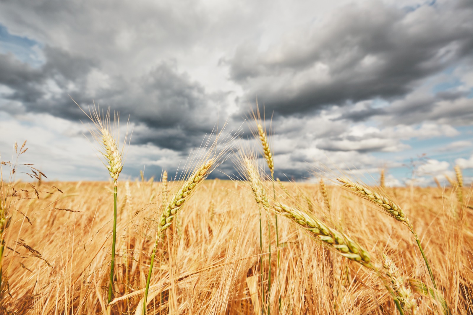 糧食危機｜氣候變化加劇 全球農作物恐跌兩成 南亞稻米產量影響更大