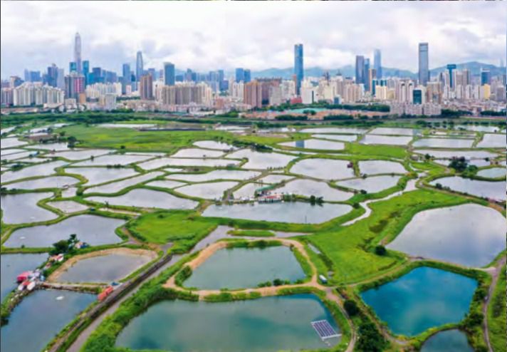 林鄭：政府擬首用公權力 收回2,000公頃漁塘濕地