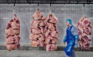 歐洲豬肉廠｜丹麥皇冠裁員兼減產 稱中國豬肉需求疲弱 料6個月後才復常