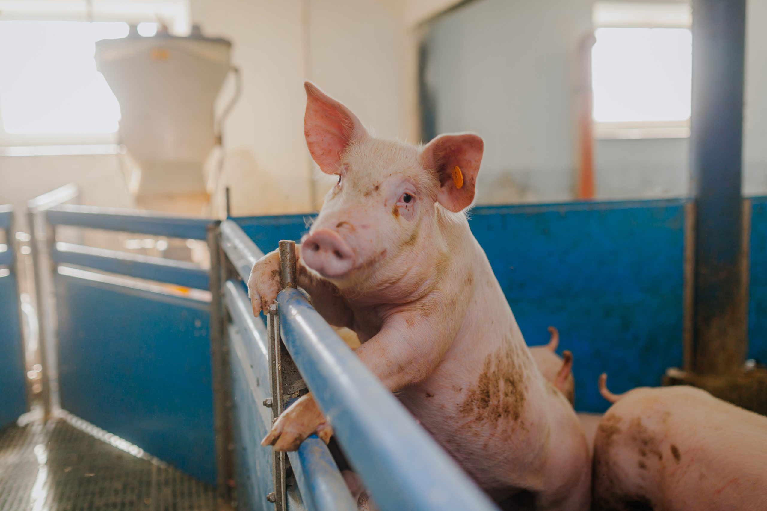逼近新高｜美國豬腩肉價倍升！受累加州新規及旺季 每隻豬要24呎空間 飼養成本增四成